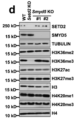 image-20220630081911550