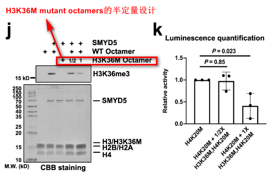 image-20220630083959033