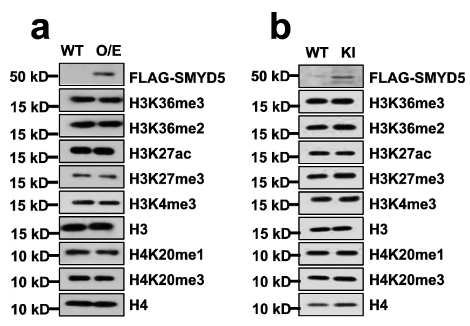 image-20220630084509561