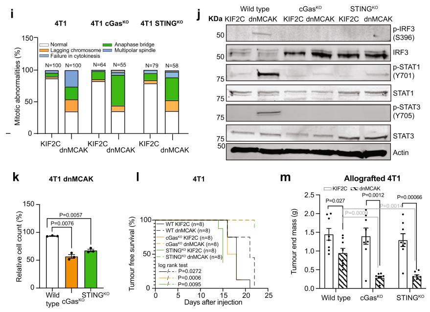 image-20220705181309957