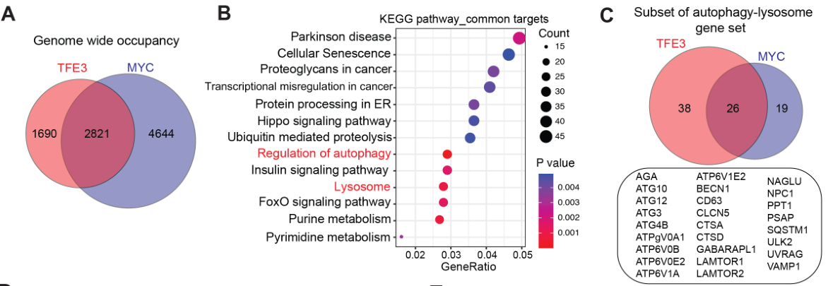 image-20220709174216484