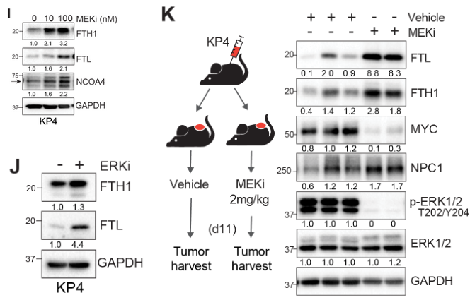 image-20220709213001046