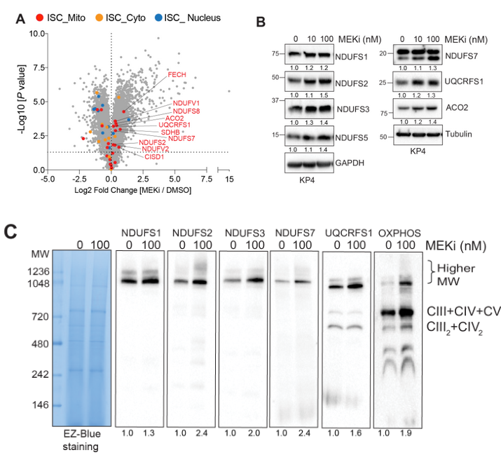 image-20220710073139584