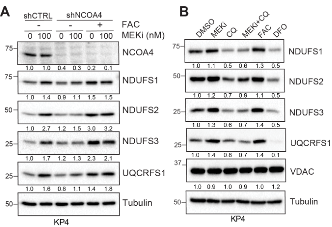 image-20220710075232408