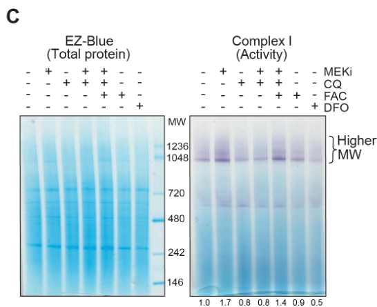 image-20220710080345606