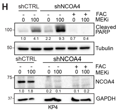 image-20220710082024536