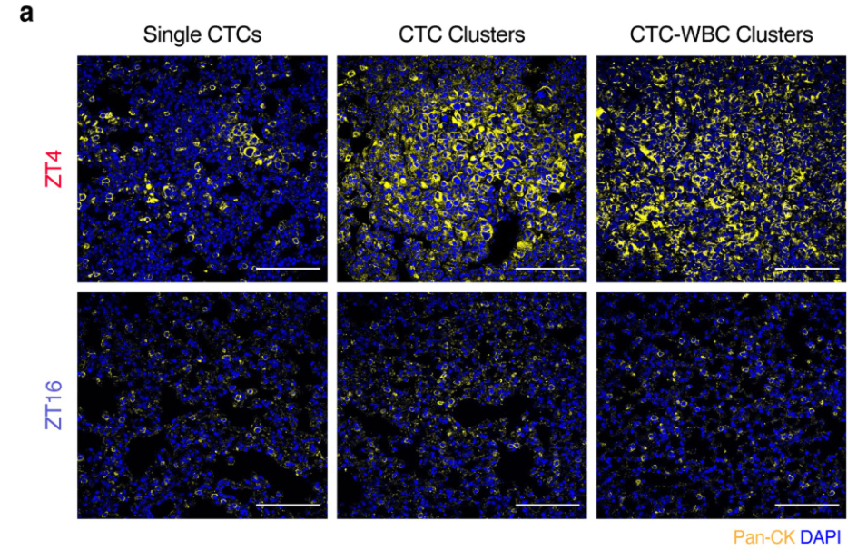 image-20220715154513049