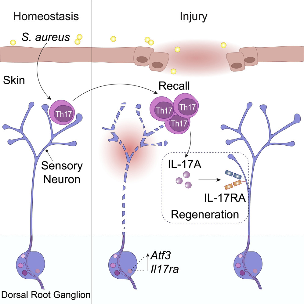 1-s2.0-S009286742201580X-fx1_lrg