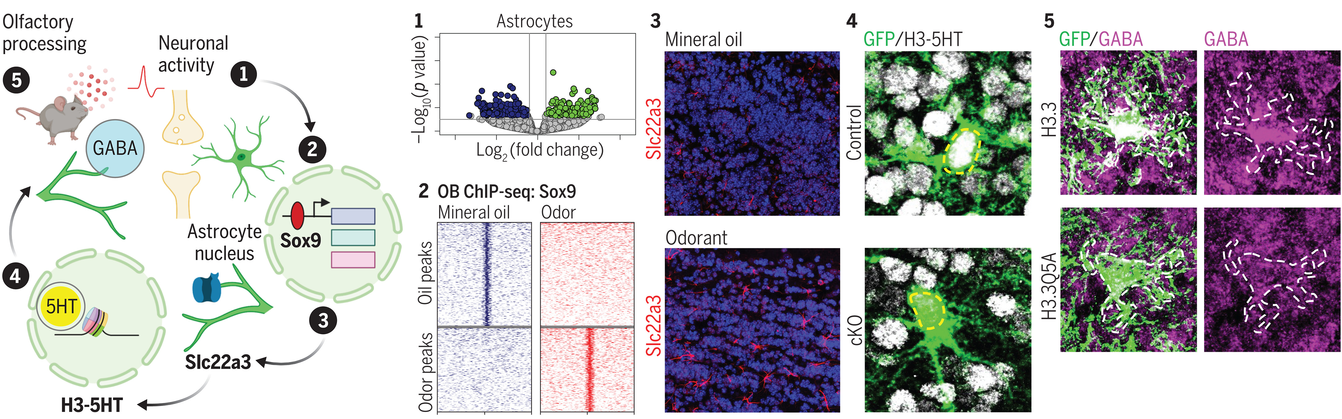 science.ade0027-fa.jpg