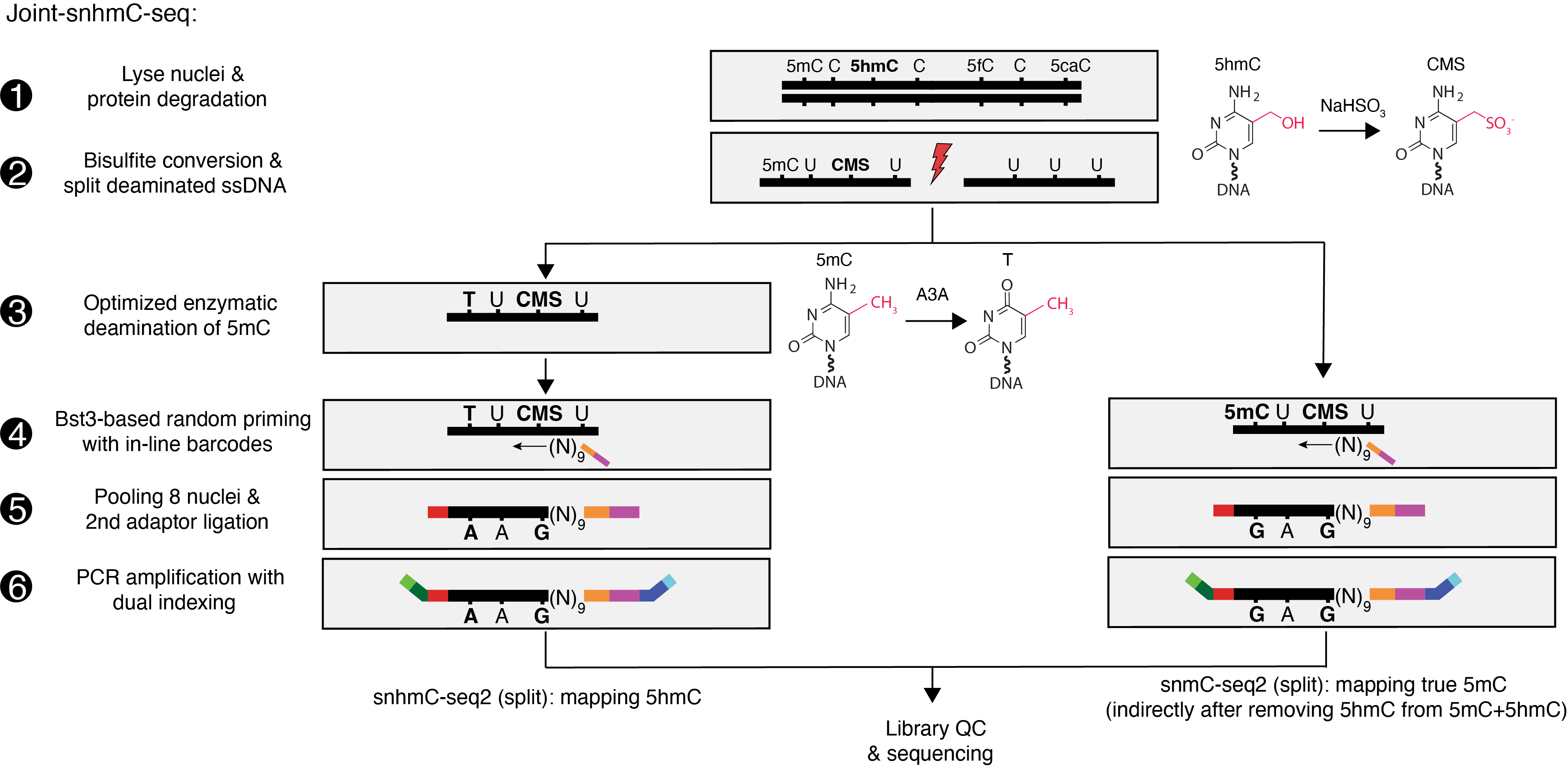Joint-snhmC-seq_diagram.png