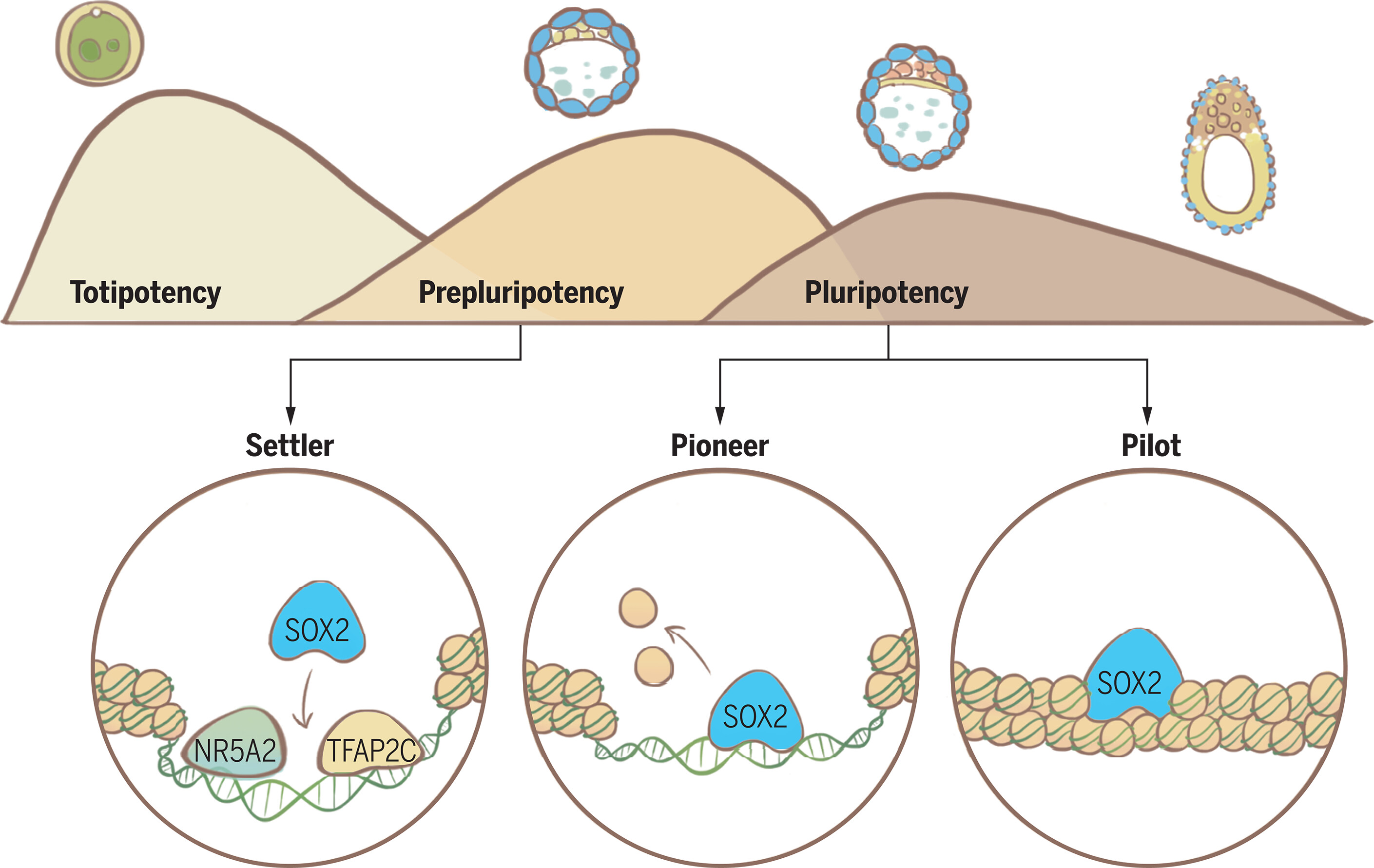 science.adi5516-fa.jpg