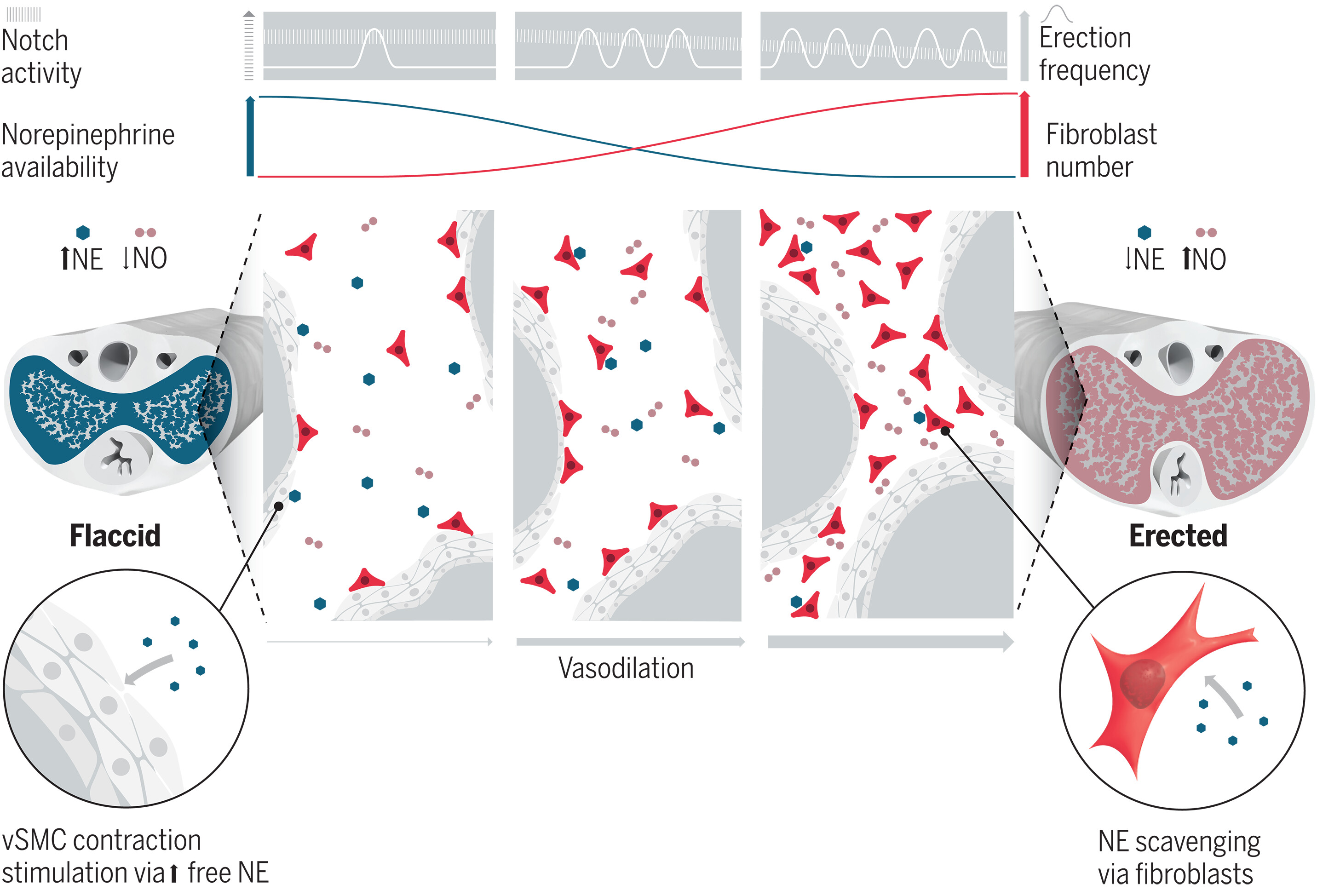 science.ade8064-fa.jpg