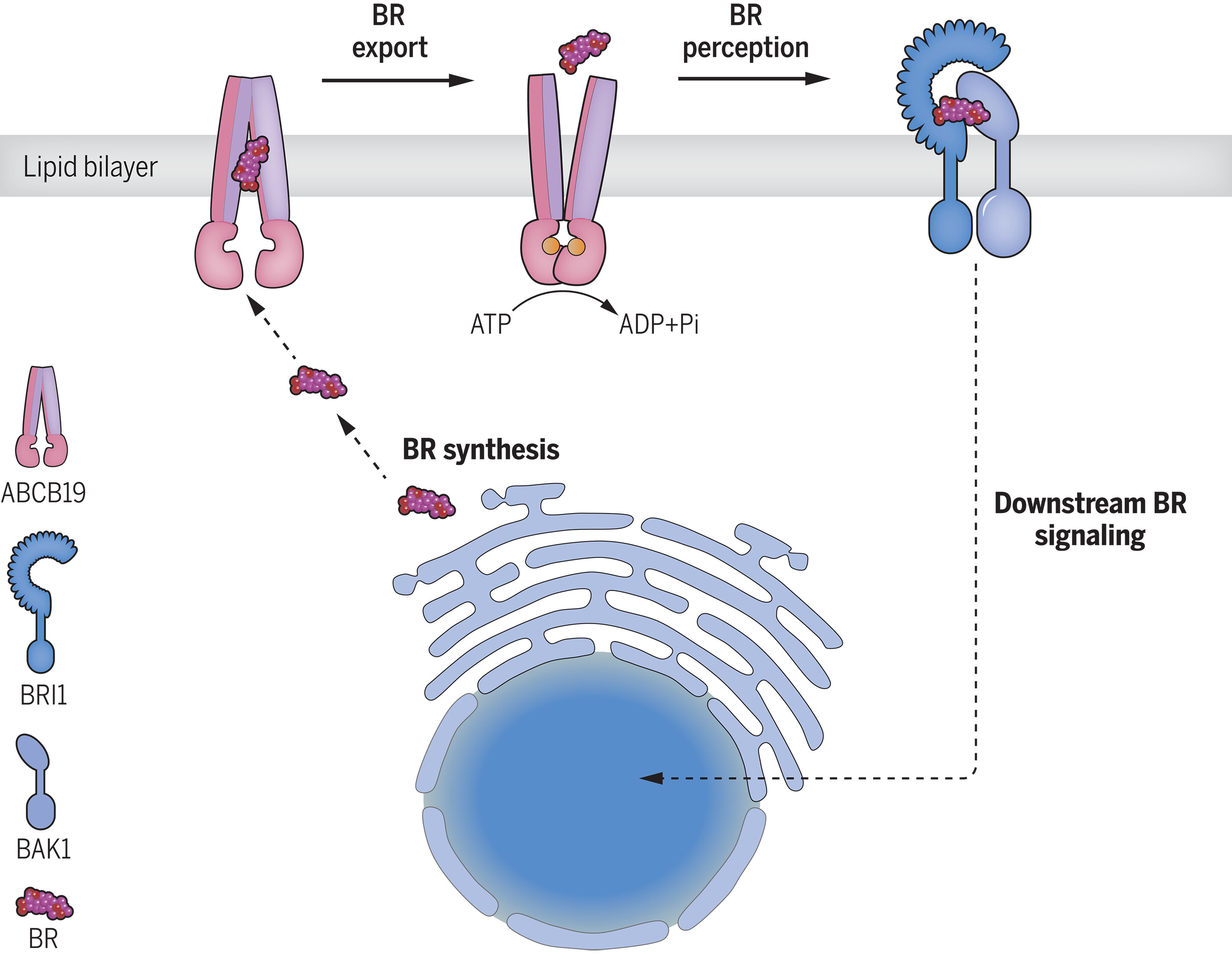 science.adj4591-fa.jpg