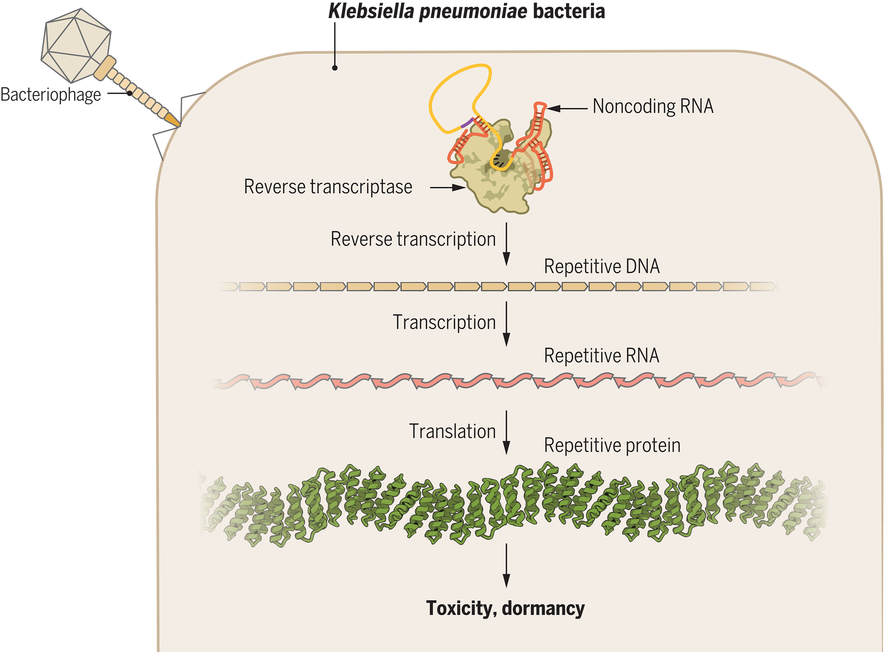 前沿快讯 第59期 细菌通过反转录lncRNA生成重复cDNA以编码毒性蛋白从而限制噬菌体感染等