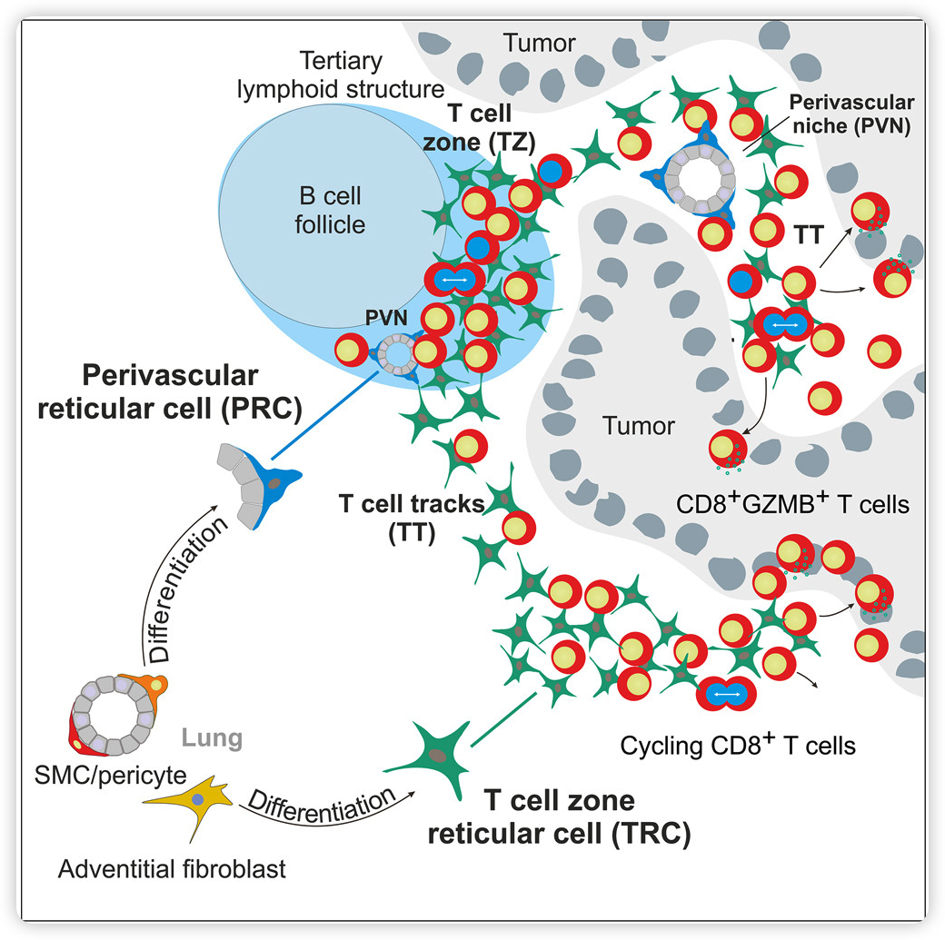 image-20241122073250297