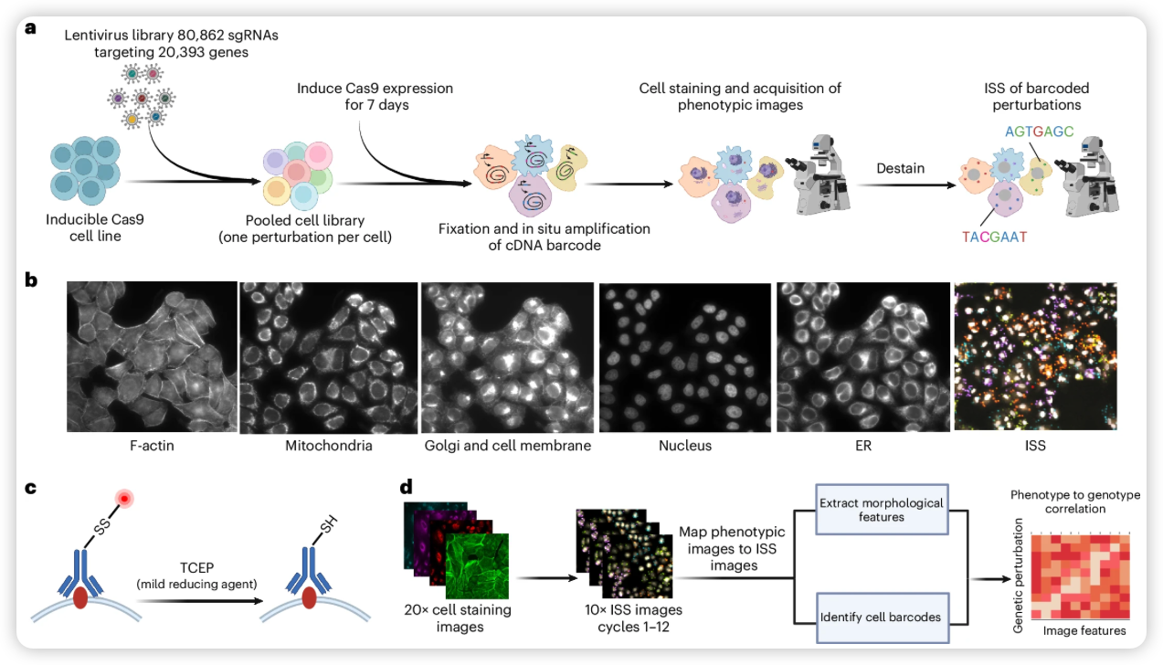 image-20250128164441696