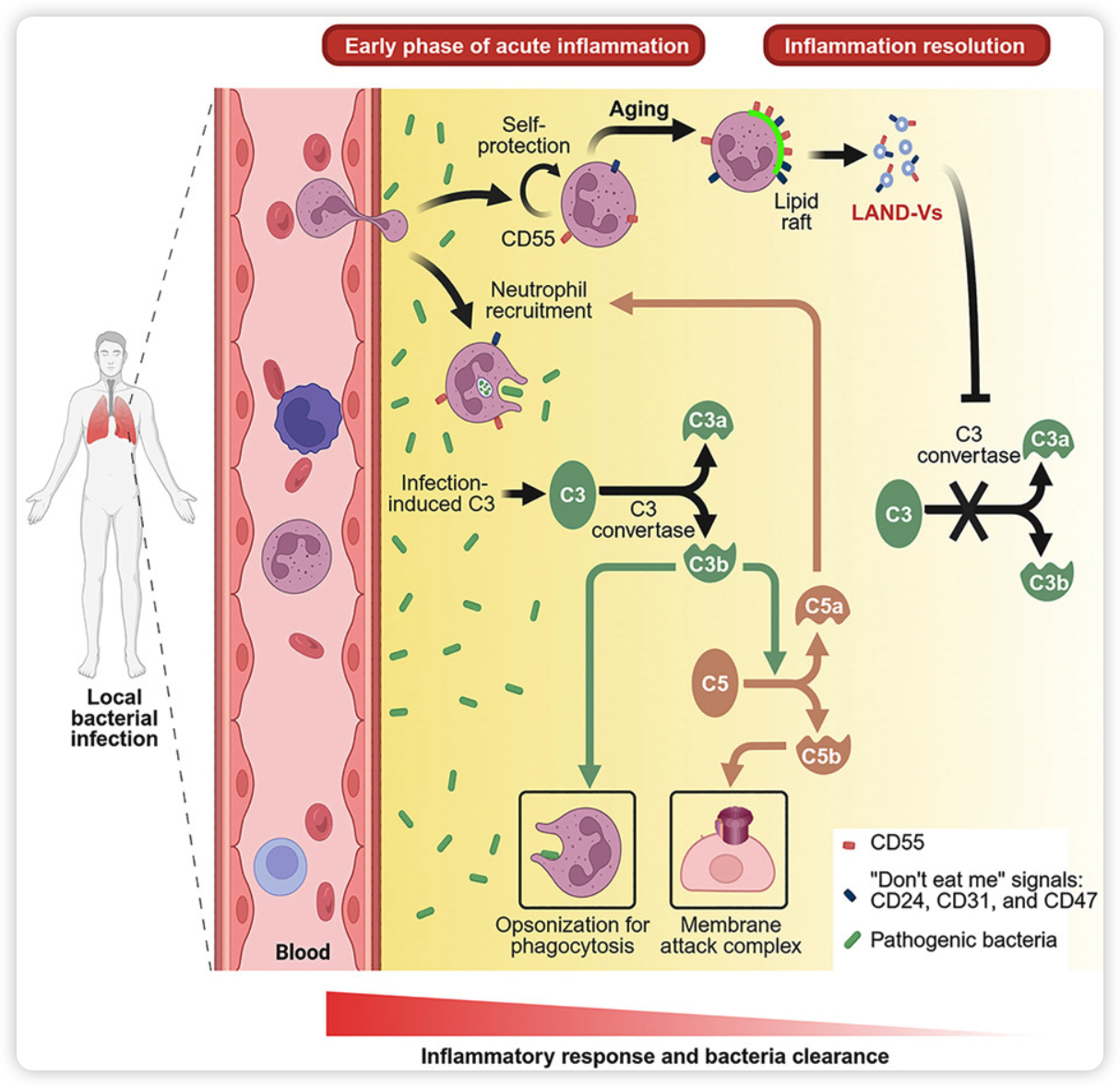 image-20250217204651571