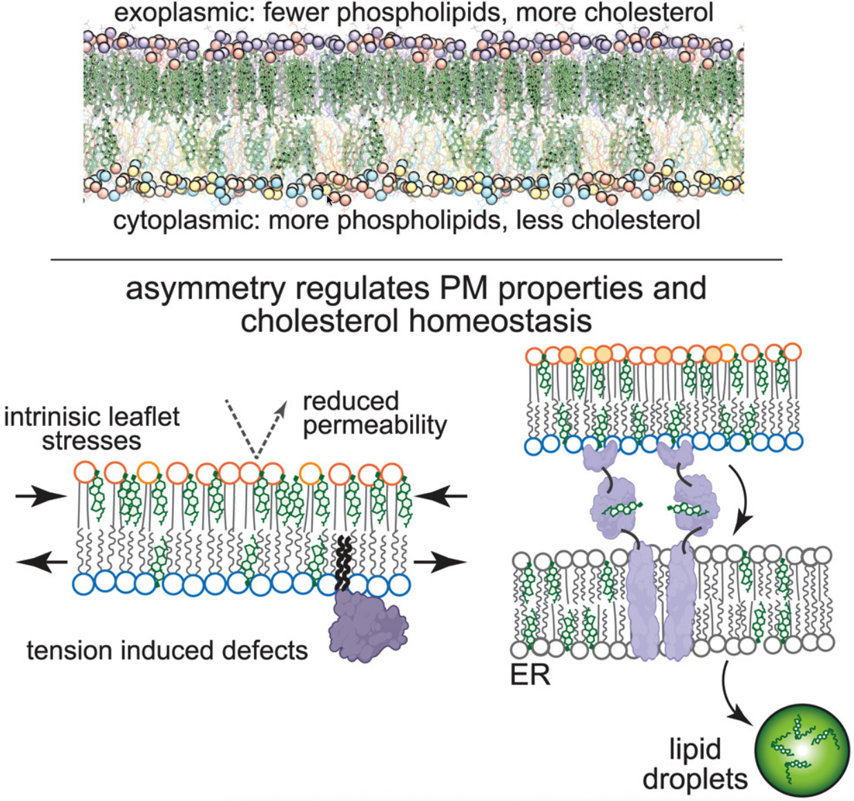 image-20250405113208106