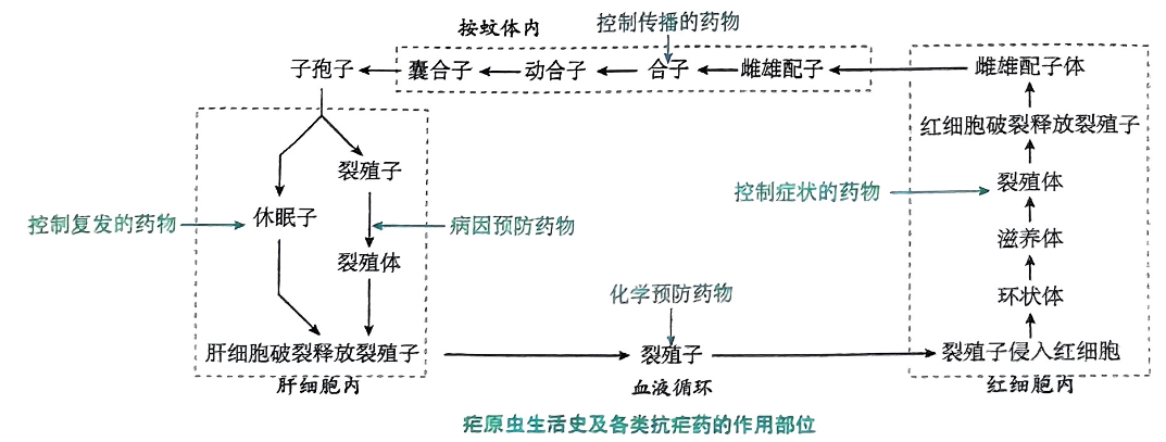 image-20250814183855543